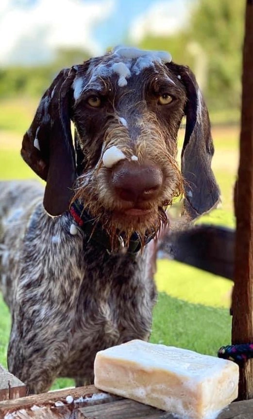 All Natural Goat Milk Pet Shampoo - Dusty Road Farm