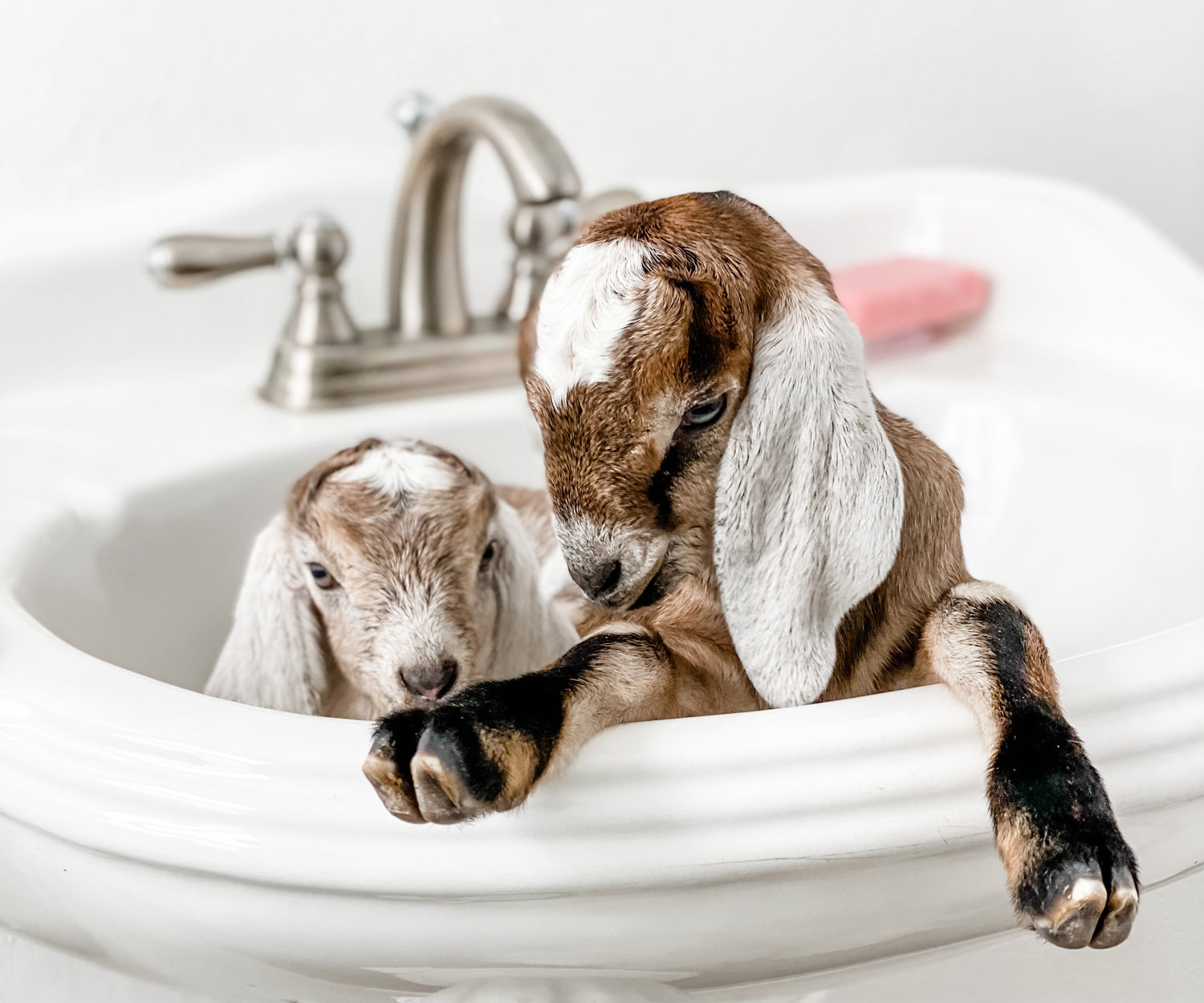 Goatmilk Bath And Body - Dusty Road Farm